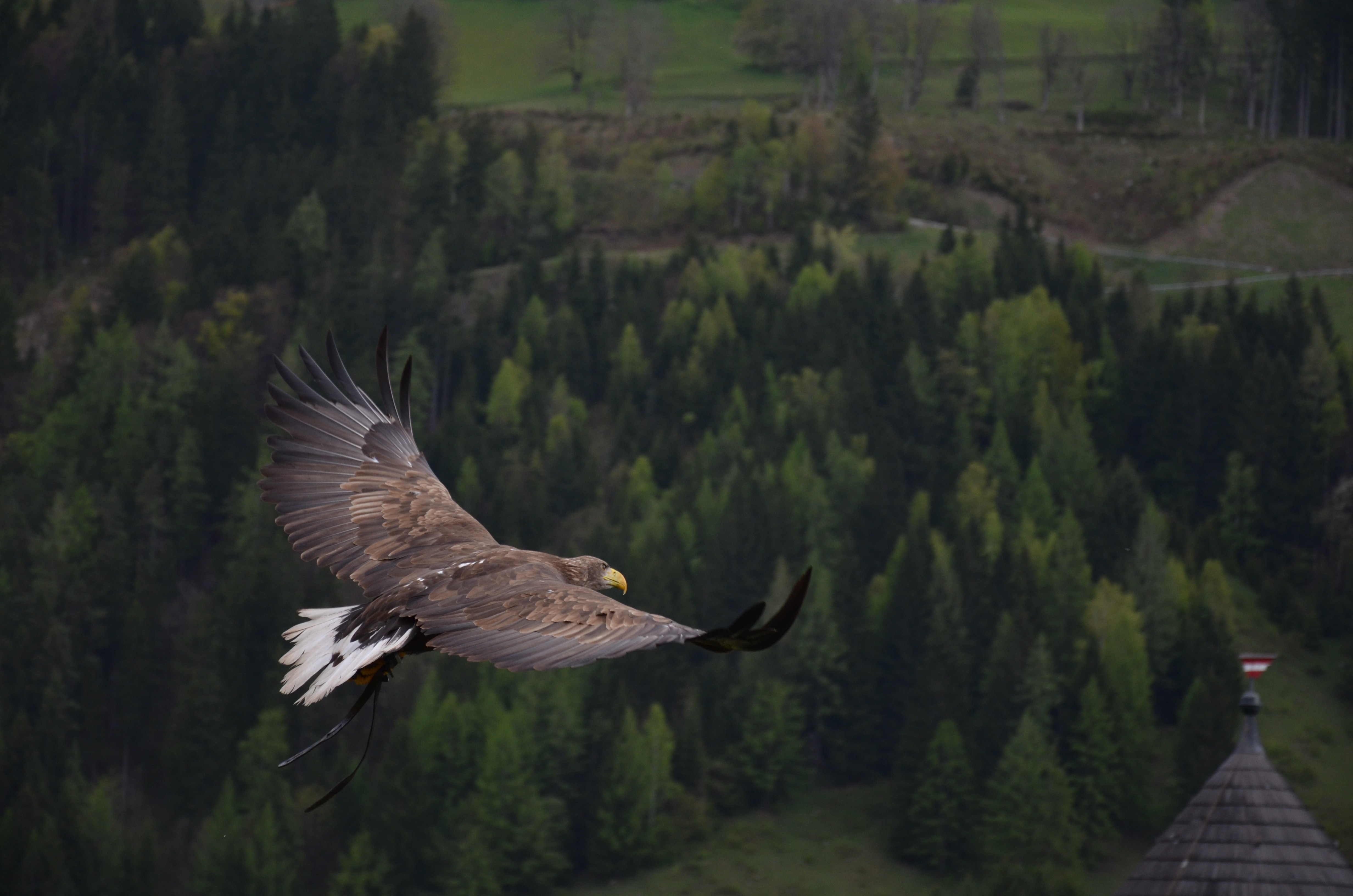Ein Adler fliegt durch die Bergwelt